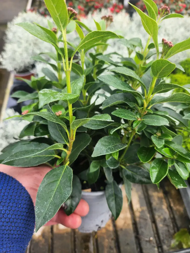 Viburnum tinus Pot 10