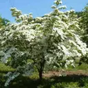 Cornus kousa Claudia 100 125  cm Pot C12Litres