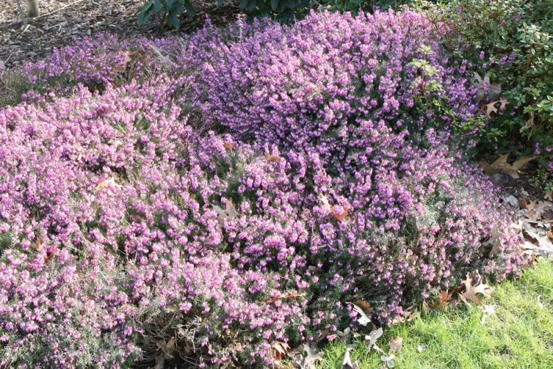 [111772] Erica carnea Loughrigg XTRA Pot  C2Litres * Bruyère d'hiver rose.