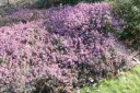 Erica carnea Loughrigg XTRA Pot  C2Litres * Bruyère d'hiver rose.