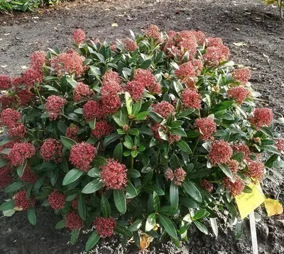 Skimmia japonica Rubesta Pot P25 cm
