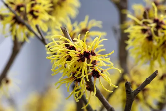 Hamamelis intermedia Arnold Promise Pot C5 60/+
