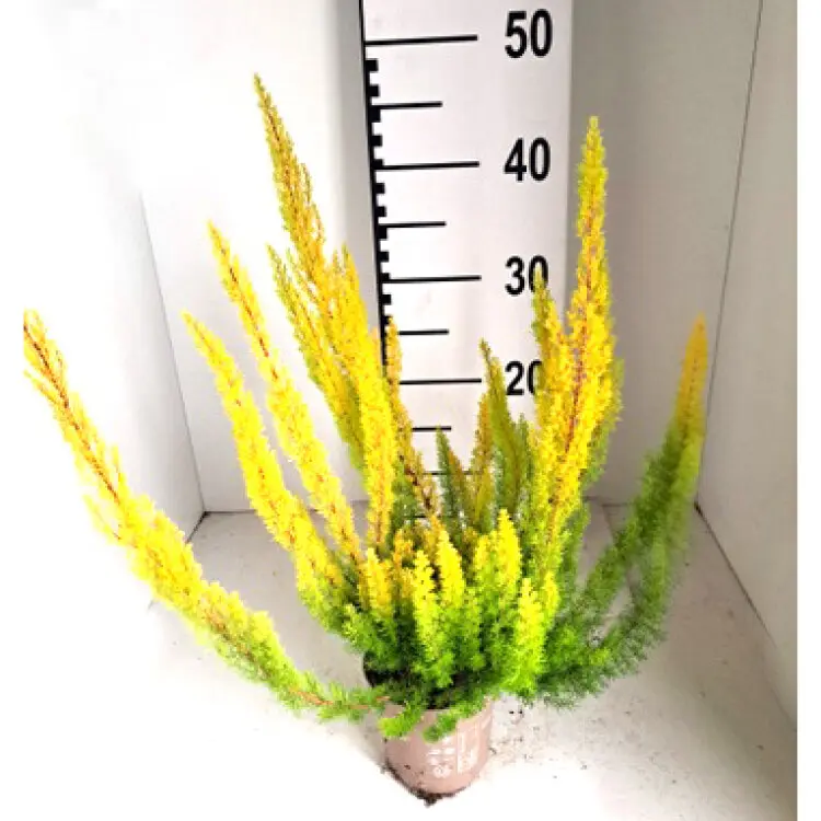 Erica Arborea Albert's Gold Pot P11