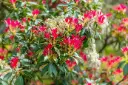 Pieris japonica Forest Flame 060 080 Pot P27 cm