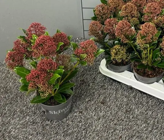 Skimmia japonica Rubesta Jos Pot P10 cm