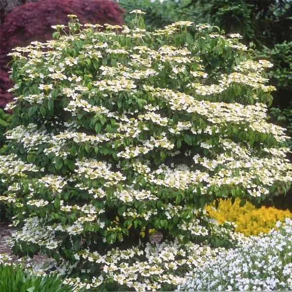 Viburnum plicatum Tomentosum Pot C3.6L