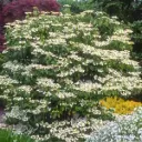 Viburnum plicatum Tomentosum Pot C3.6L