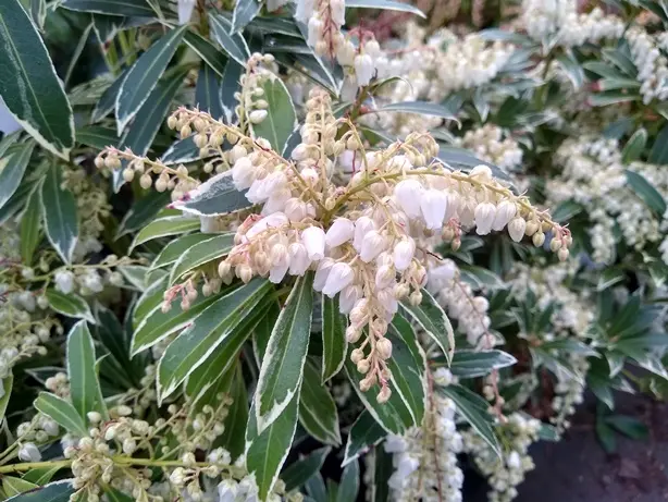 Pieris japonica Flaming Silver P33 55+