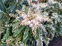 Pieris japonica Flaming Silver P33 55+