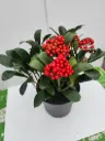 Skimmia japonica Temptation Pot C5