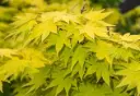 Acer shirasawanum Jordan 150/+ Pot P28 ** Erable du Japon **