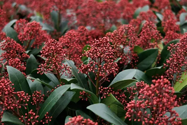[109748] Skimmia japonica Rubella Pot P23cm