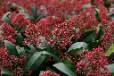 Skimmia japonica Rubella Pot Pot P23
