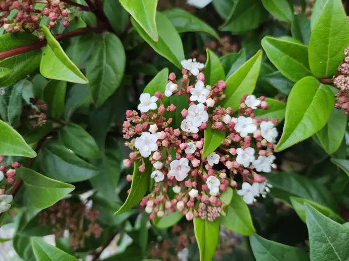 Viburnum tinus Spirit 60 80 cm Pot C 7.5 L