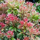 Pieris japonica Little Heath Pot C10