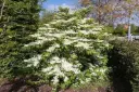Viburnum plicatum Mariesii 100 125 cm Motte ou Pot