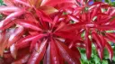 Pieris japonica Mountain Fire Pot P27 cm