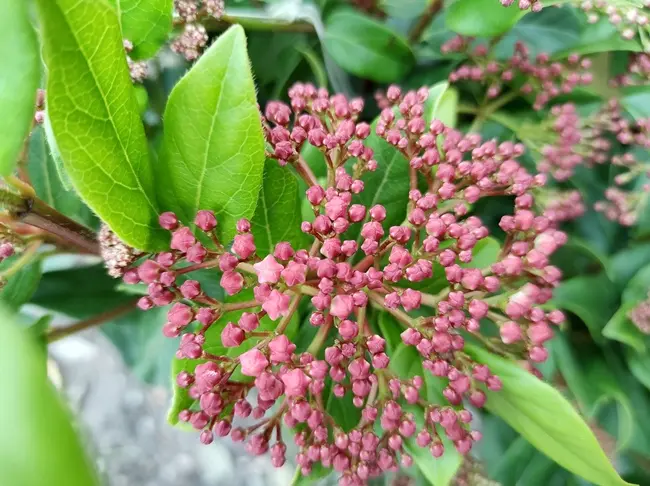 Viburnum tinus Gwenllian Pot C 7.5 L