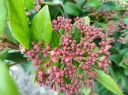 Viburnum tinus Gwenllian Pot C 7.5 L