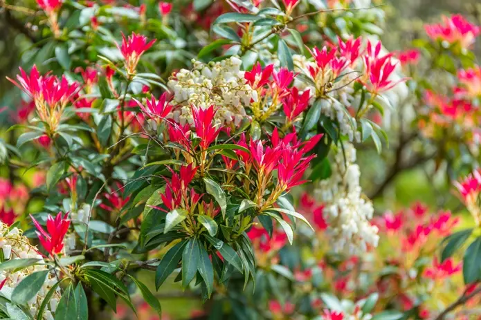 Pieris japonica Forest Flame 040 060 cm Pot P23 cm