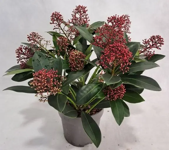 [101110] Skimmia japonica Rubella Pot P13 cm