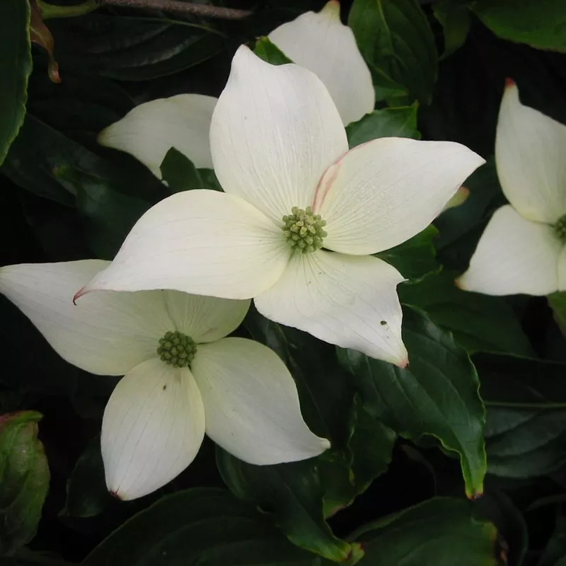 Cornus kousa China Girl Pot C5L
