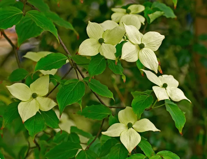 Cornus kousa China Girl 100 125 Pot C12