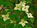 Cornus kousa China Girl 100 125 Pot C12