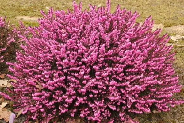 Erica darlyensis Rubina Pot P17 cm - bruyère hiver rouge pourpre