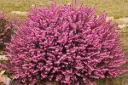 Erica darlyensis Rubina Pot P17 cm - bruyère hiver rouge pourpre