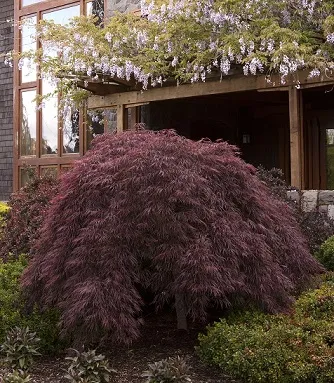 Acer palmatum Crimson Queen tige +-40 cm ** Erable du Japon **