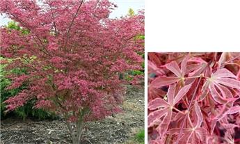 Acer palmatum Shirazz® 80 100 P30 ** Erable du Japon **