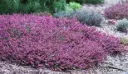 Erica darlyensis Kramers Rote Pot P17 cm- bruyere hiver mauve lilas