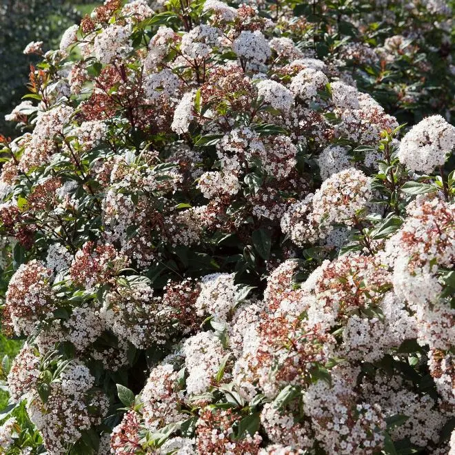Viburnum tinus Spirit 080 100 cm Pot C7/10
