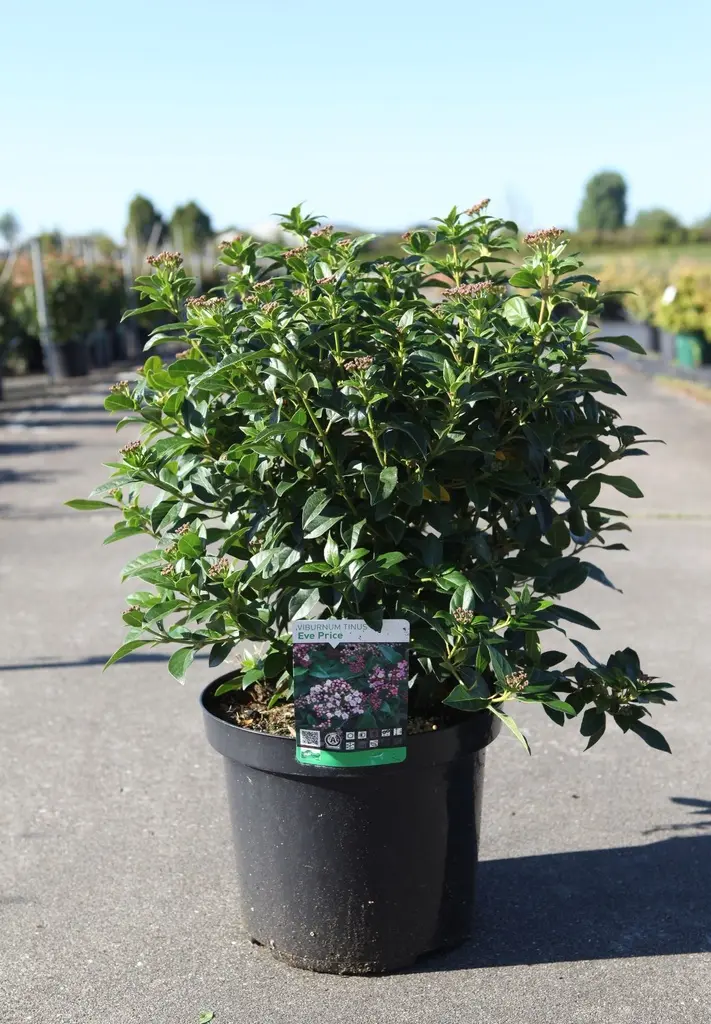 Viburnum tinus Eve Price 60 80 cm Pot C10