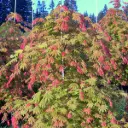 Acer shirasawanum Moonrise 30 40 cm Pot P19 cm ** Erable du Japon **