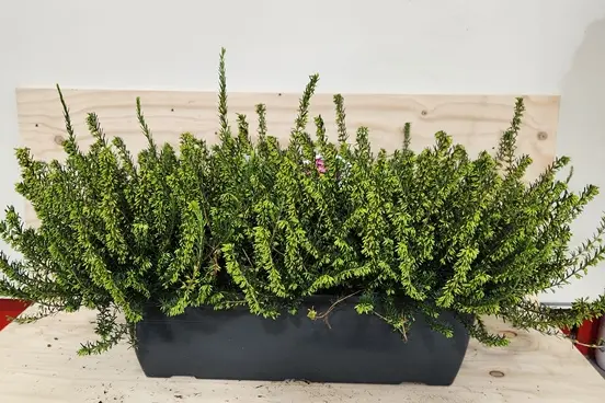 Erica darlyensis variées Jardinière 40 cm - Bruyère hiver 