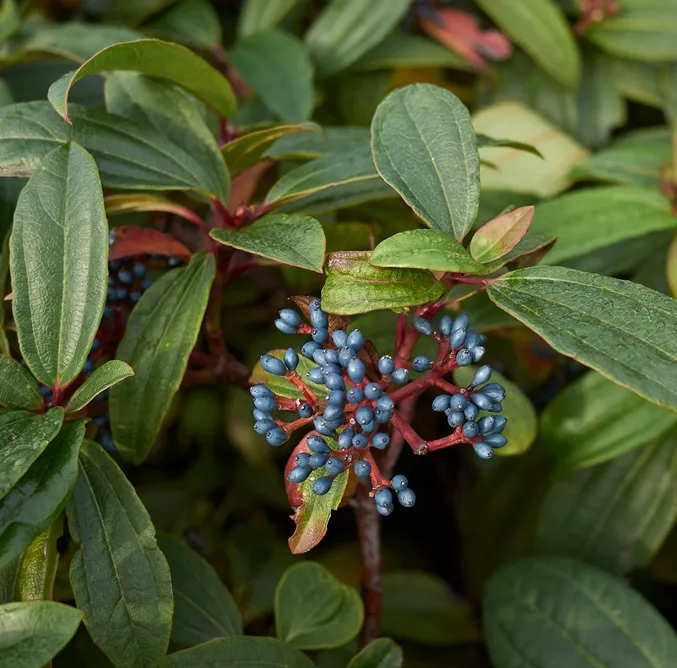 Viburnum davidii Angustifolia Pot C3.6 ** Viorne de David **