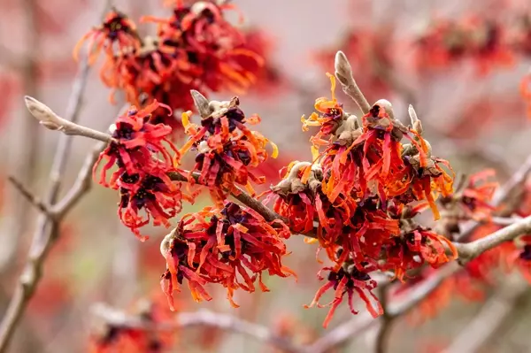 Hamamelis intermedia Diane Pot C18