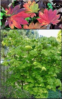 Acer japonicum Vitifolium 175 cm C90 ** Erable du Japon **