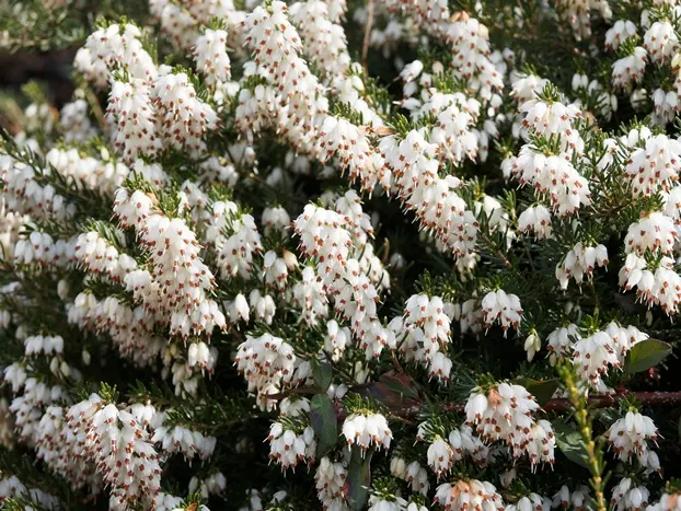 Erica darlyensis White Perfection XL Pot P23 cm - Bruyère hiver blanche