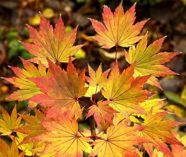 Acer shirasawanum Jordan 150 175 Motte