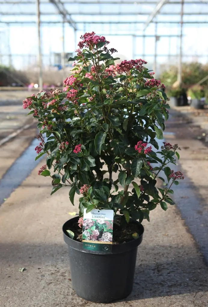 Viburnum tinus Lisa Rose Pot C3.6Litres
