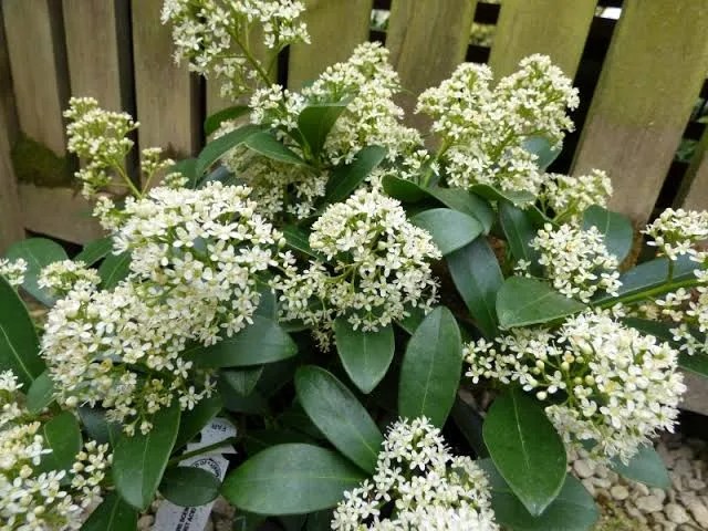 Skimmia japonica Finchy Pot P17 cm