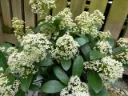 Skimmia japonica Finchy Pot P17 cm
