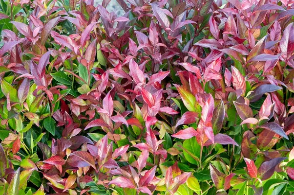 Leucothoe fontanesiana Scarletta Zeblid C5