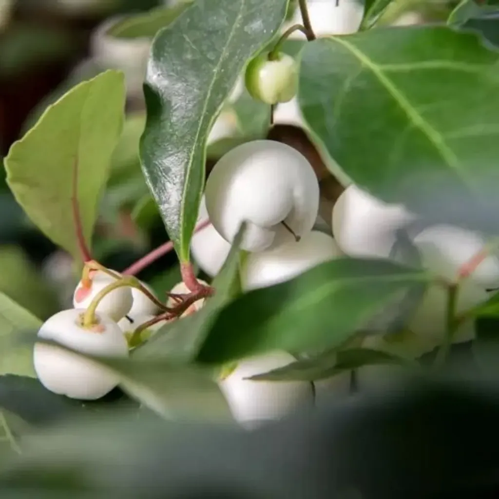 Gaultheria procumbens Ciao Bella White Pot P12 cm