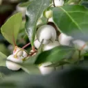 Gaultheria procumbens Ciao Bella White Pot P12 cm