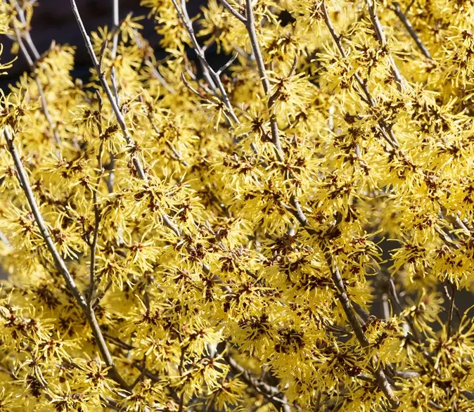 Hamamelis intermedia Pallida Pot C18Litres.