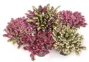 [106300] Erica darleyensis XXL 